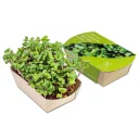 Microgreens_Rettich_China_Rose_WEB