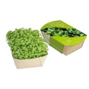 Microgreens_Salatrauke_WEB