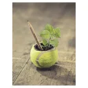 Sprout-Image-6-RGB-780x1024_web